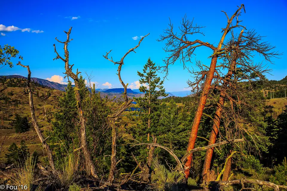 Beetle-killed ponderosa pine snags against a blue sky