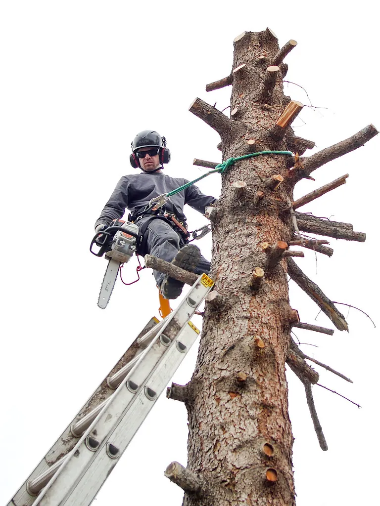 Climber with a chainsaw taking a pine down in sections
