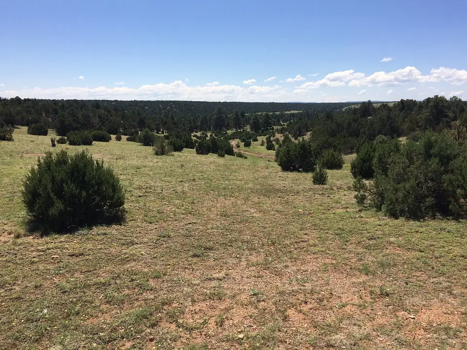 Pinyon-juniper woodland in Arizona